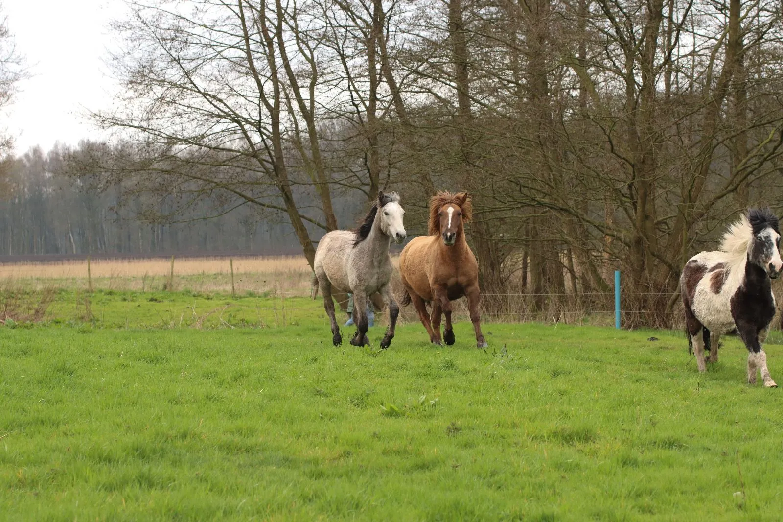 fury_oska_quana-parker