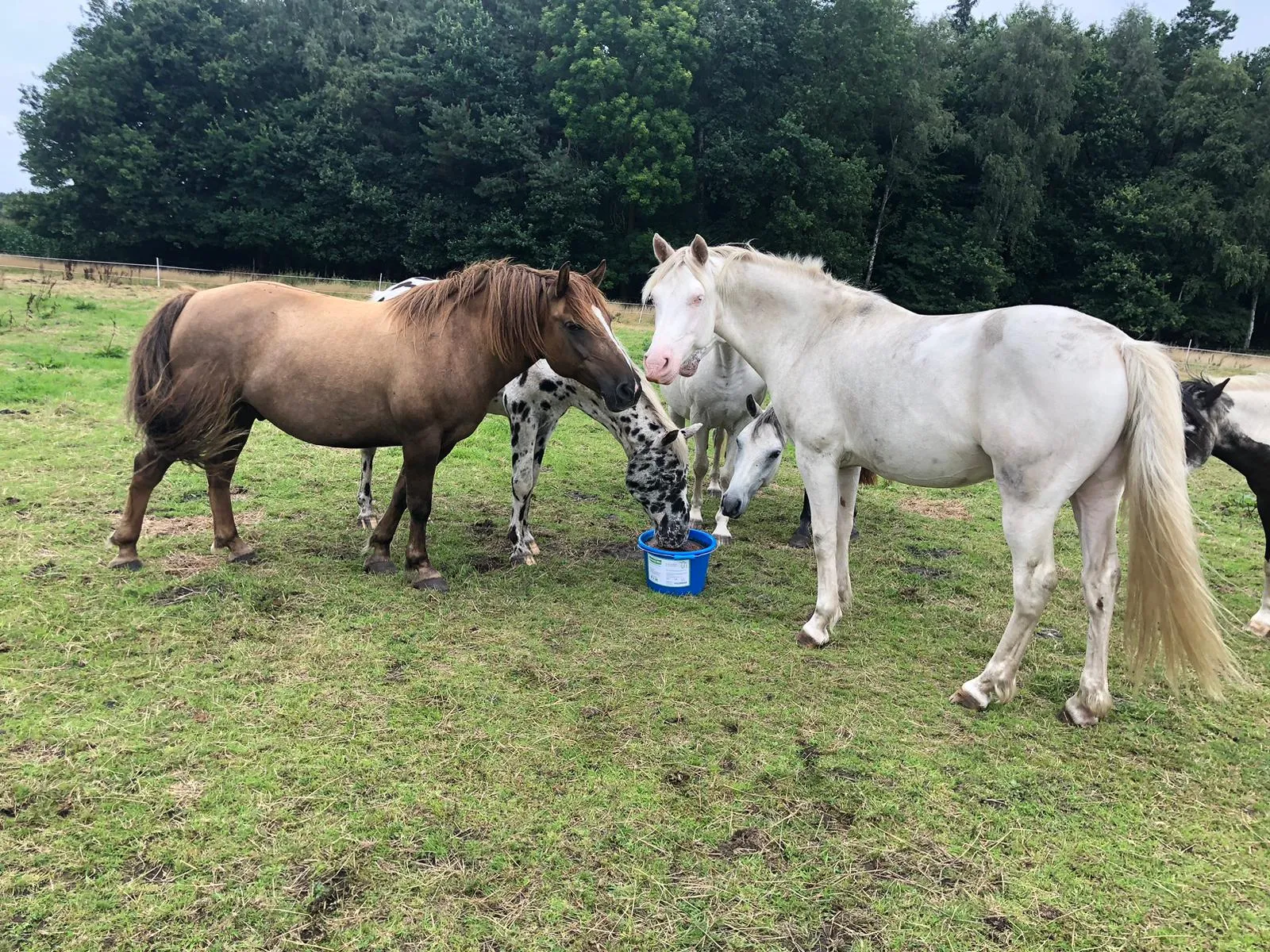 oska_scharmane_junior_henry