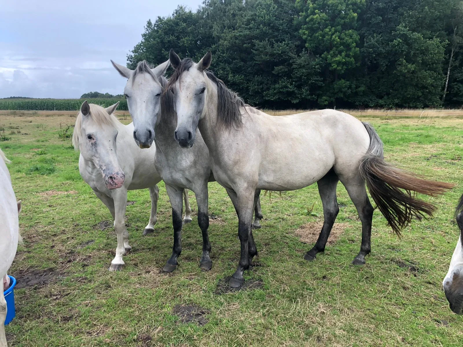 zuckerzoni_junior_fury