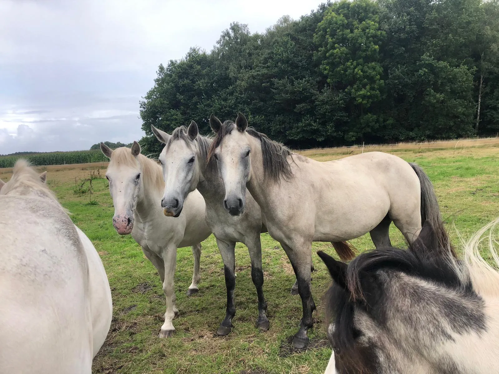 zuckerzoni_junior_fury_2